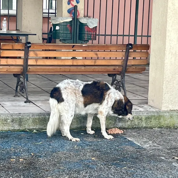 «Balu» vom Fährenhafen