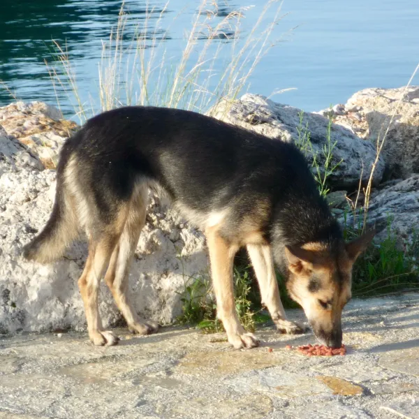 «Rex» aus dem Hafenort Sivota